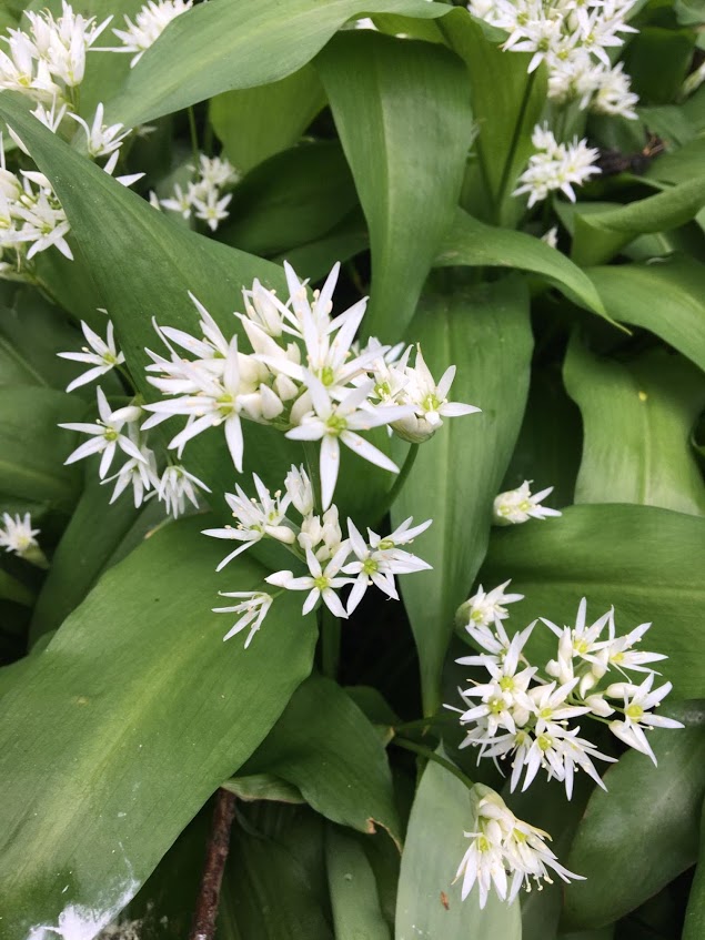 Deze afbeelding heeft een leeg alt-atribuut; de bestandsnaam is daslook.jpg