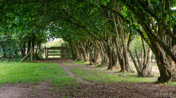 Deze afbeelding heeft een leeg alt-atribuut; de bestandsnaam is 2020-06-11-amandel-41.jpg
